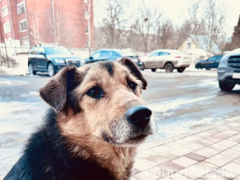 Пропала собака, Заречная