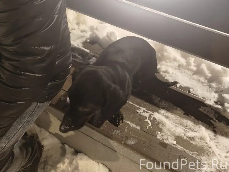 Пропал Блэк, такса черного окраса