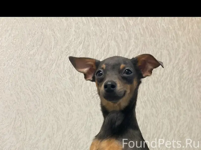 Пропал пёс Кузя, Совхозная, Маяковская, Пушкина