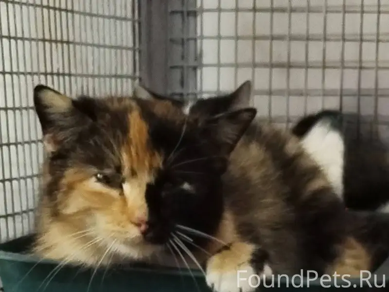 Пропавшие кошки из Любани, пункт отлова в Минске