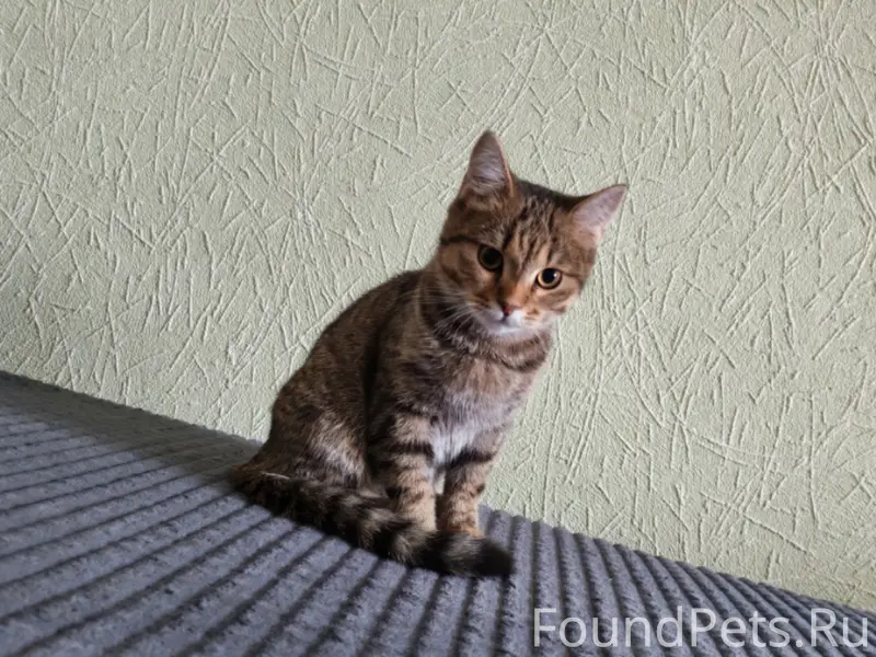 Пропал кот Кекс, район Северный