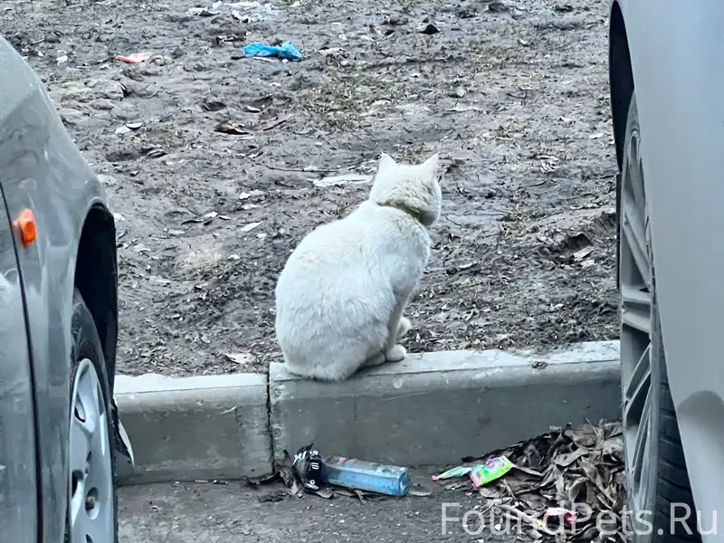 Найден белый кот с ошейником, улица Коммунаров