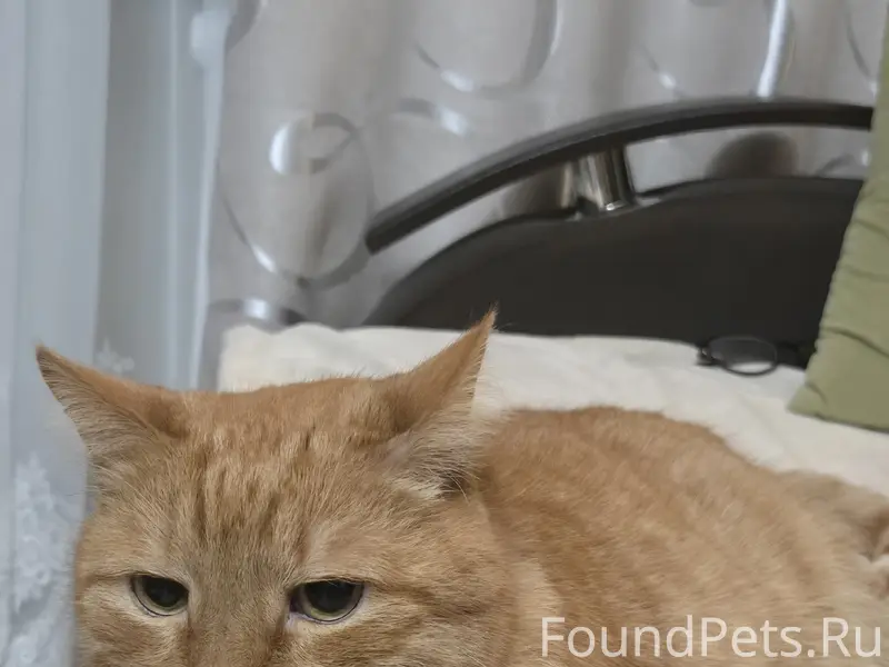 Пропал рыжий кот Мурсик, Чайковского 15/2