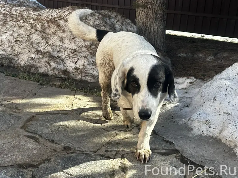 Найдена собака, Большой Исток, Свердловская область