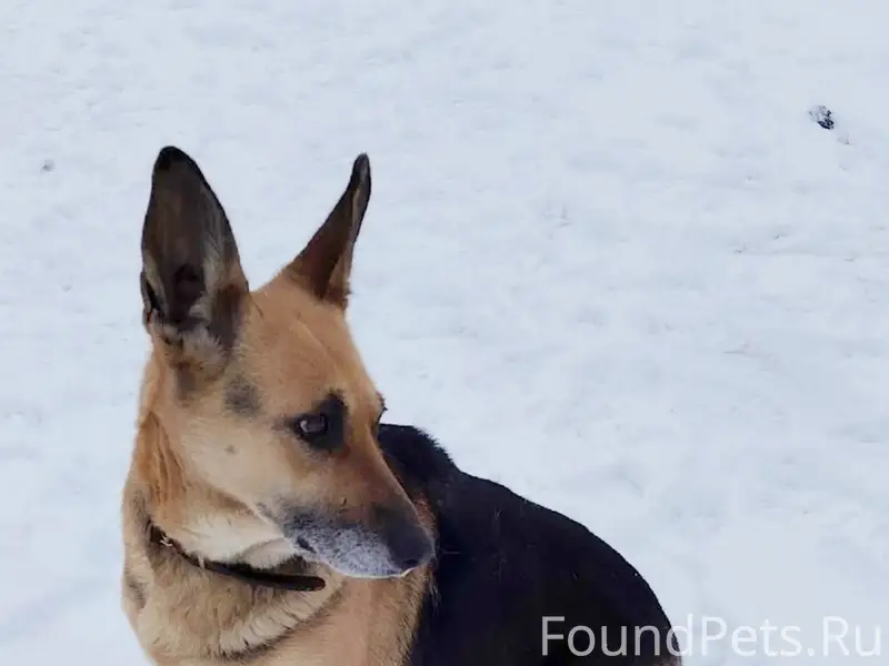 Найдена овчарка, Коломна