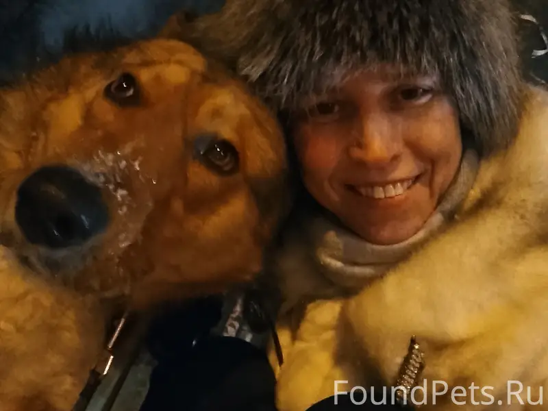 Пропал пёс Рей