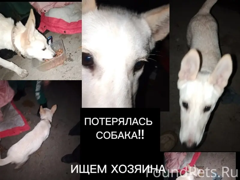 Пропала собака, найдена на улице 50 лет Октября в Тольятти