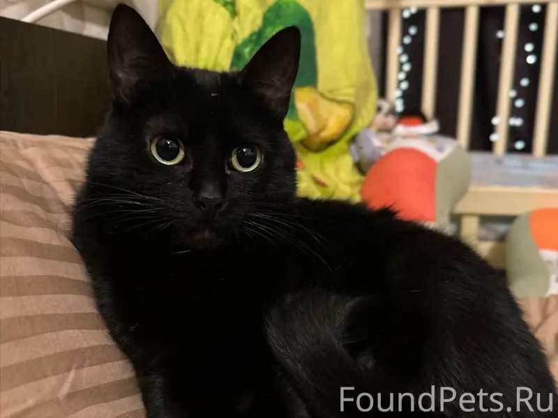 Пропала кошка Маргарита, район мрэо