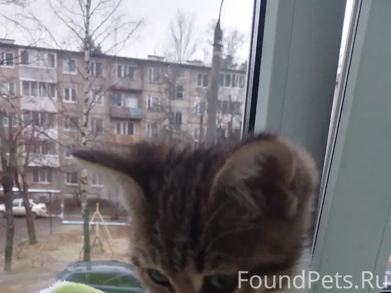 Пропала девочка котёнок Лукера, Киржач