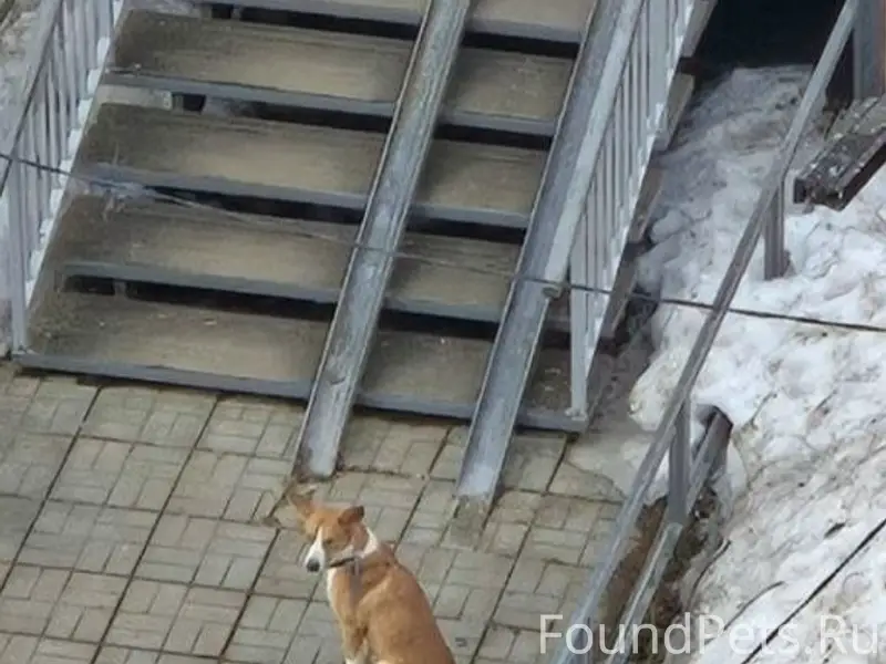 Пропал пёс Лео, район афганского