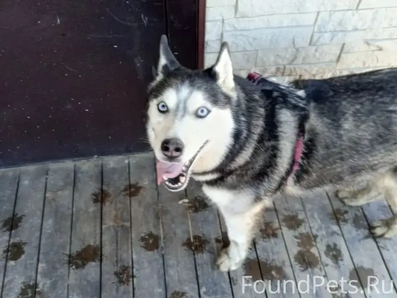 Найден тип собака, [место] дер. Александровка