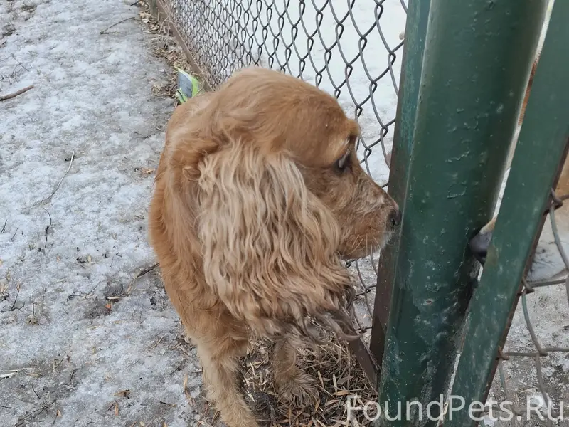 Найден кобель, 2 квартал