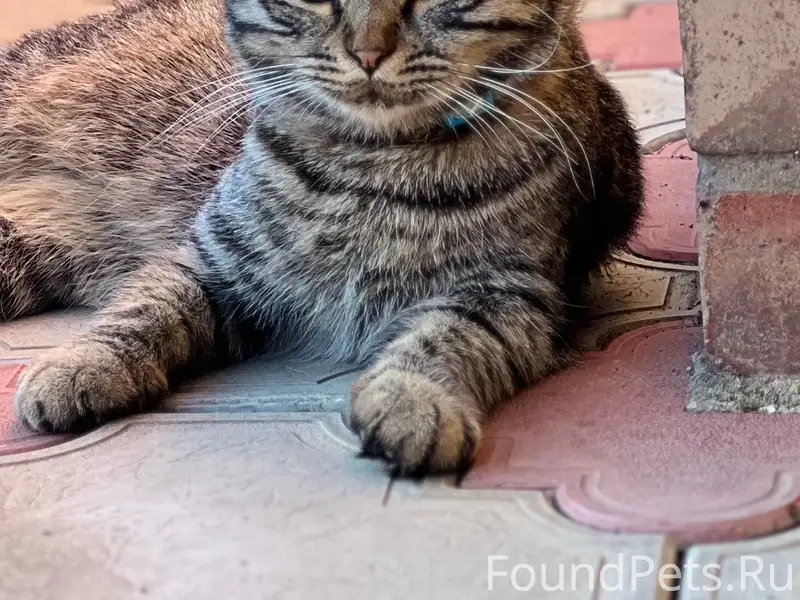 Пропал кот Валера, район дома Рябовых