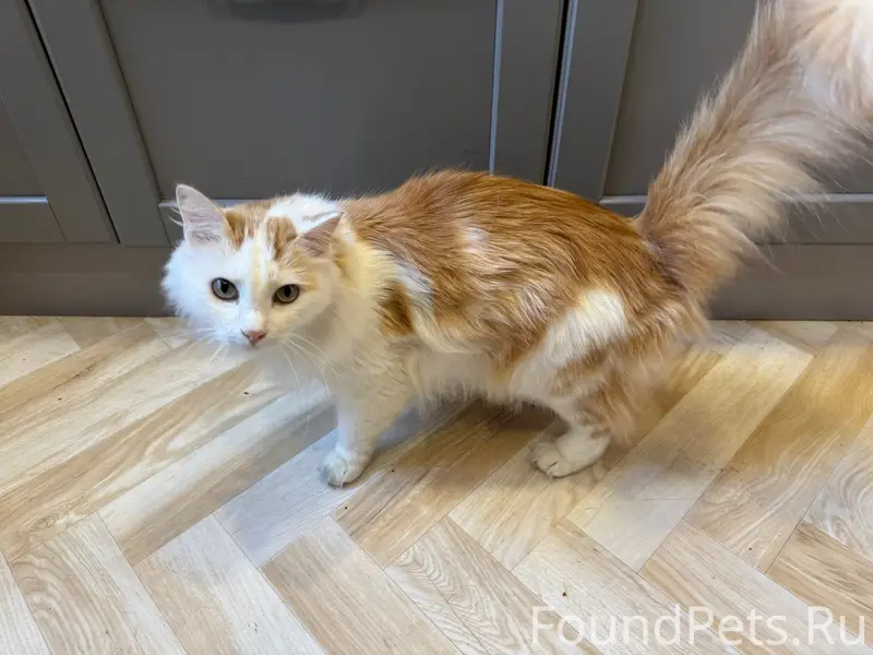 Найден кот, ул. Турку