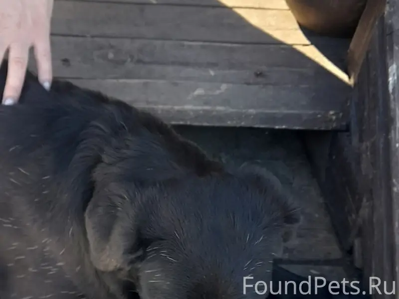 Найден щенок девочка, возраст 6–7 месяцев