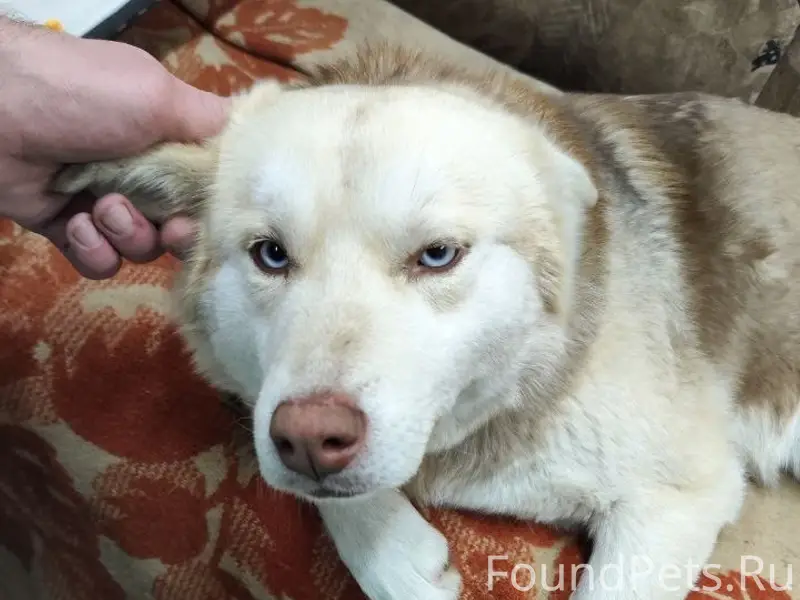 Пропала собака, район Бëрды