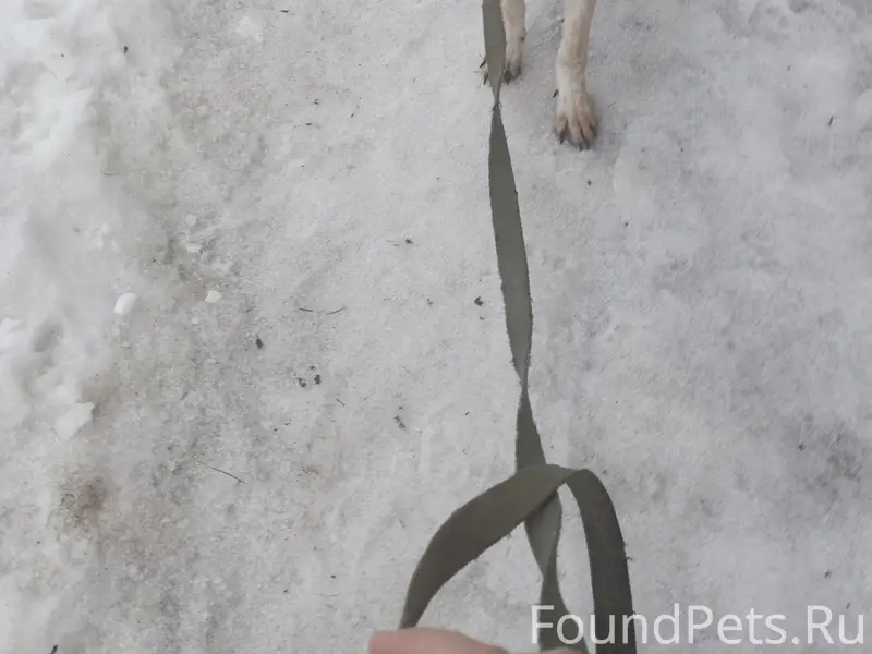 Найден тип собака, район кинотеатра Искра