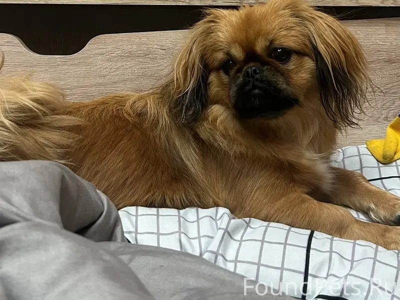 Пропала собака, район Арбата