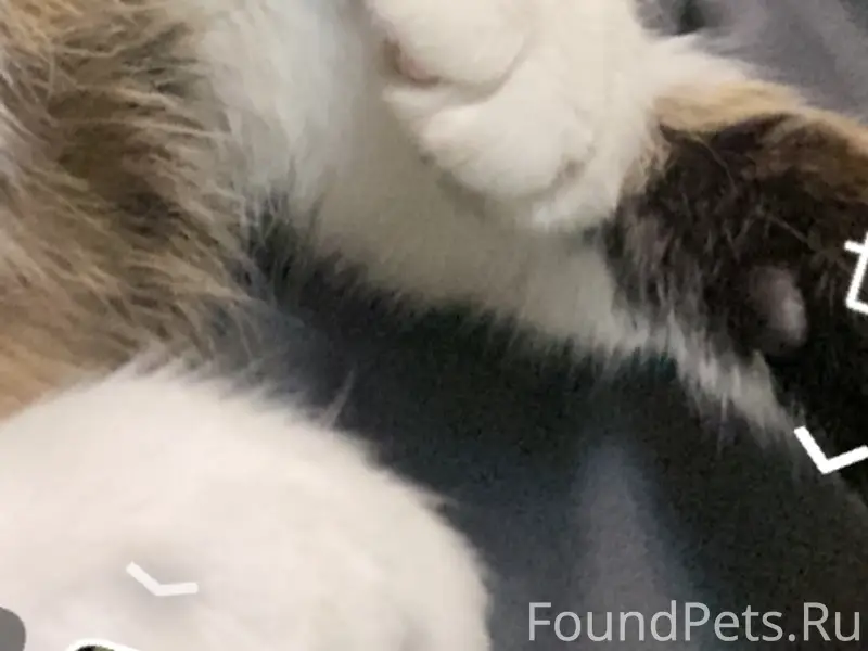 Пропал кот Маркиз, район сортировка