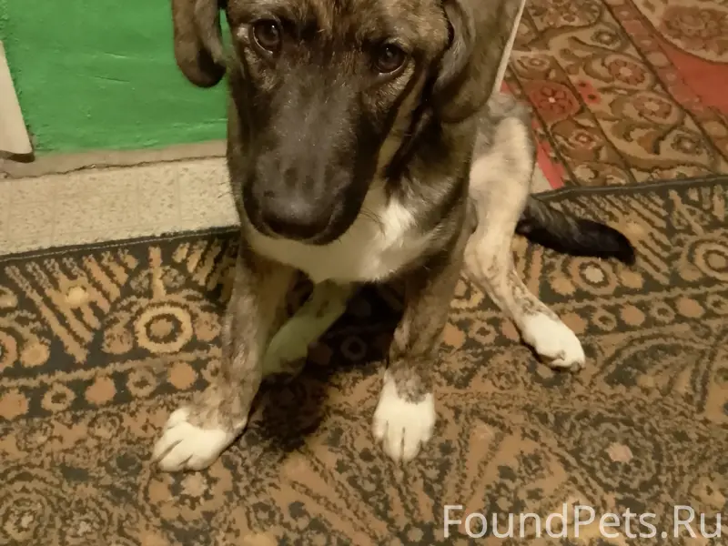 Пропал [тип неизвестен] собака, район Макаренко