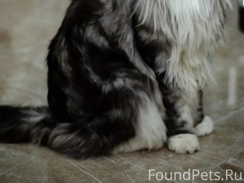 Пропала кошка МэйКун, Пермский край