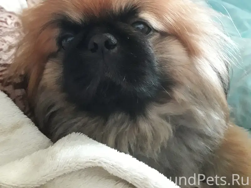 Пропал пес Альф, Бурково, Табора