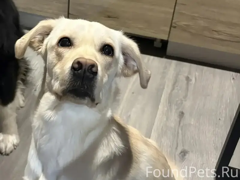 Пропал пёс Балу
