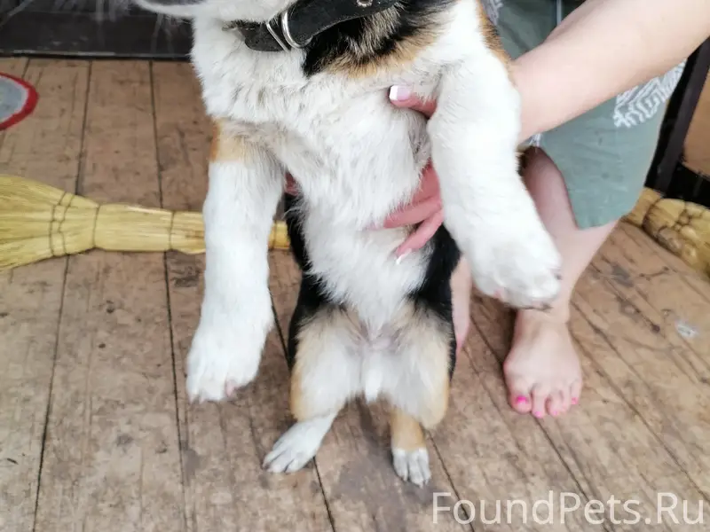 Найден домашний питомец, Гавриловка