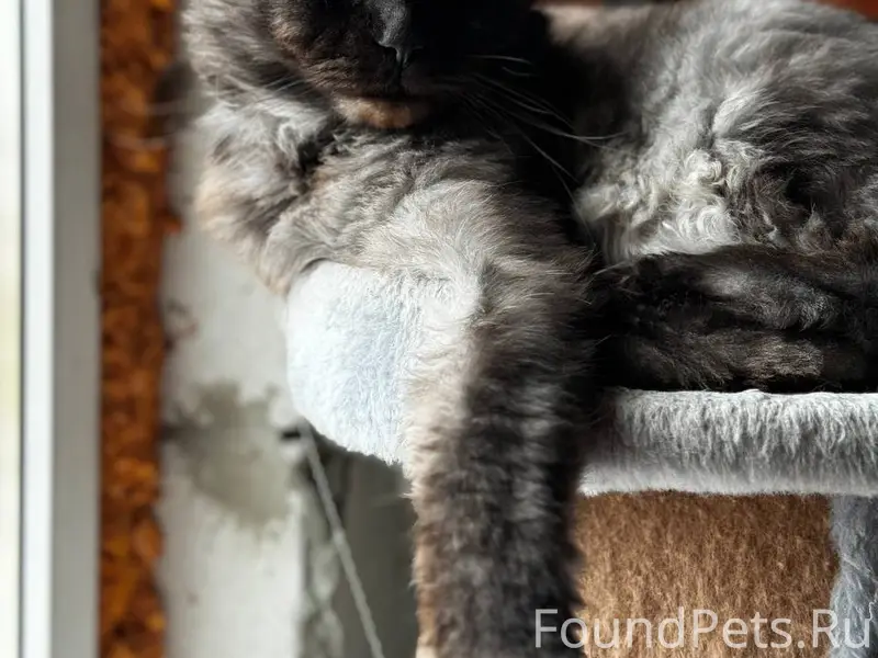 Пропал кот, Семилукские выселки (Березовка)