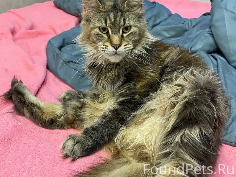 Пропали мейнкуны Тина и Лея, пгт Афипский