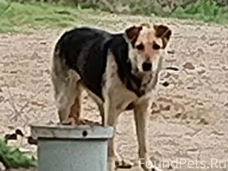 Пропала собака Джуля