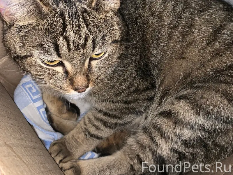 Найдена кошка, район Сыробогатова