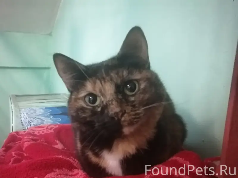 Найдена трехцветка у метро Первомайская