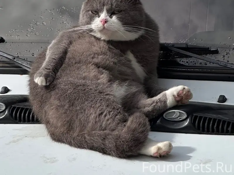 Пропал кот, пропал во дворе