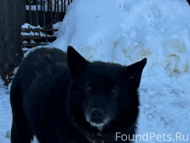 Пропал кобель Цыган, 2-я Гавриловка