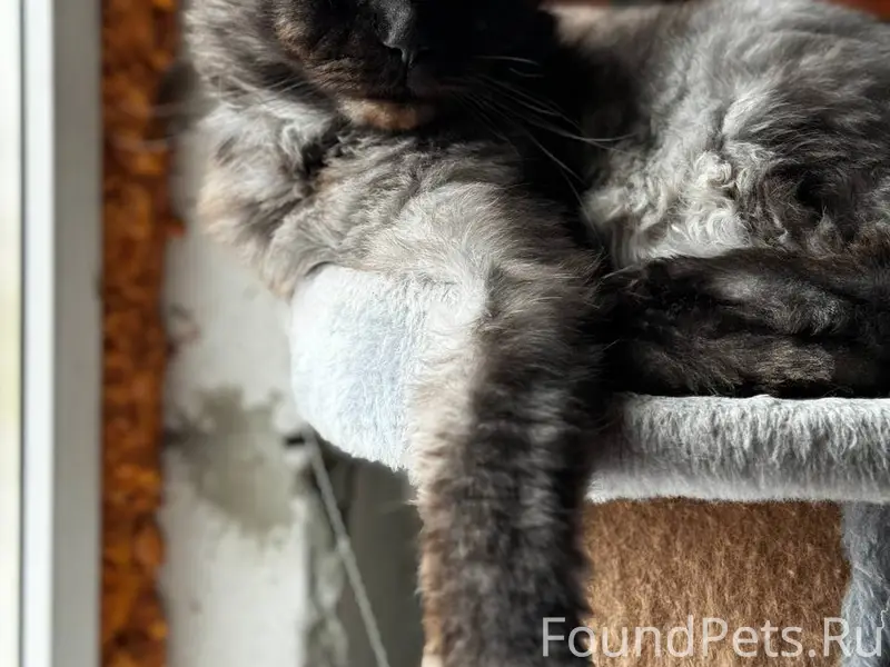 Пропал кот, Семилукские выселки (Березовка)