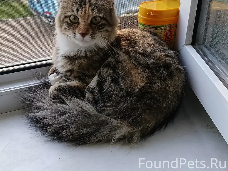 Пропала кошка Красотуля, 1 этаж, дом 14
