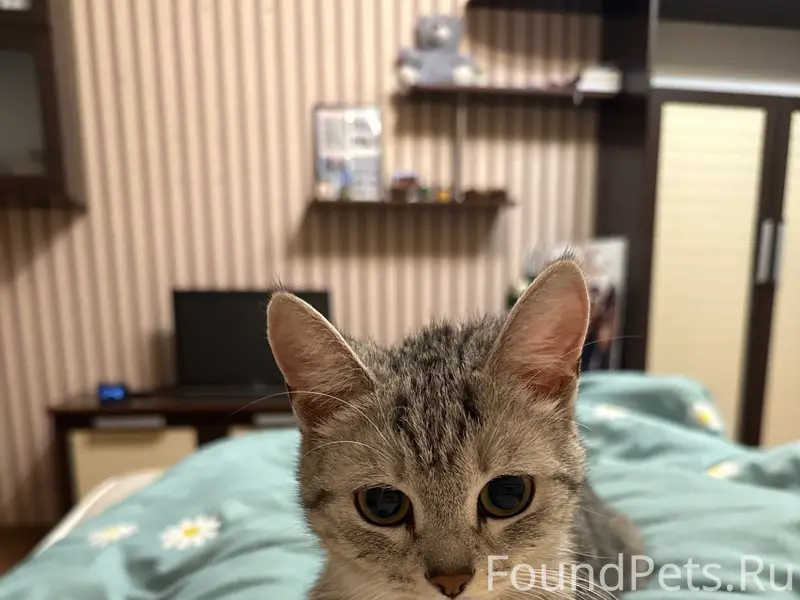 Пропала кошка Эмми, переулок Станционный