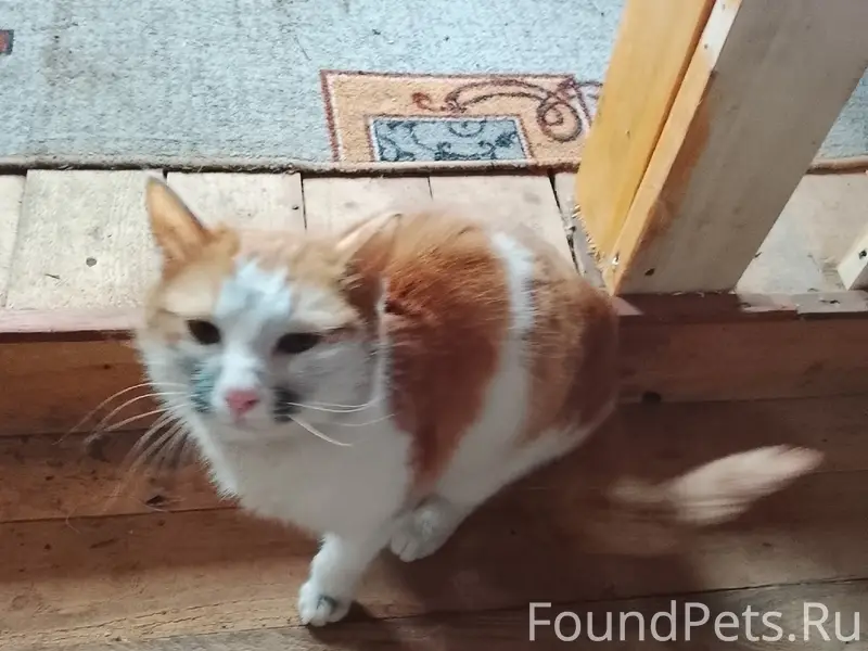 Найден кот, 