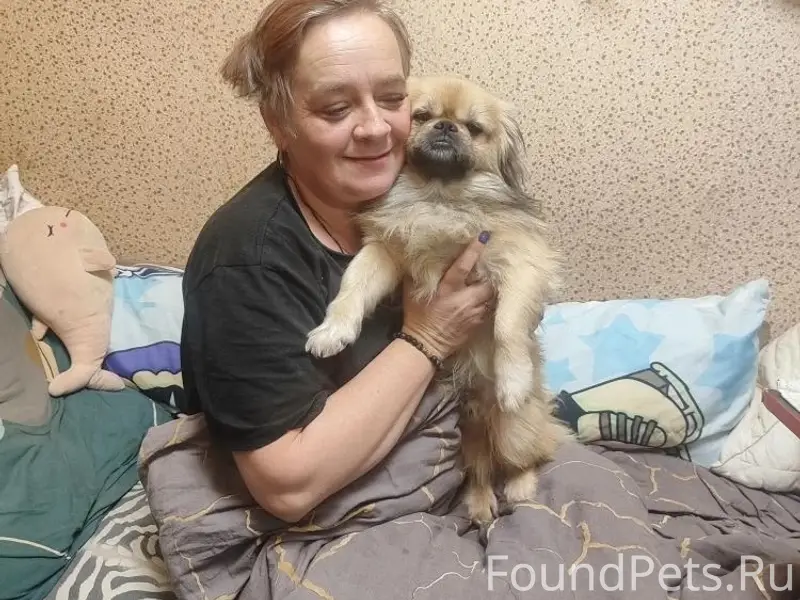 Пропал пекинес Ричард, Фокинский район