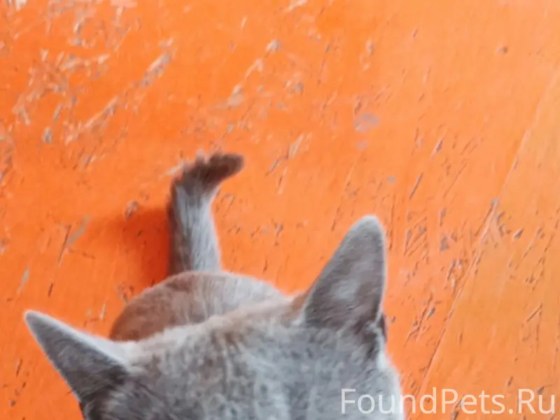 Пропал кот Пушистик, улица Ленина 43