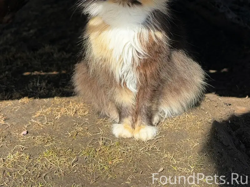 Пропала кошка, улица Курасова