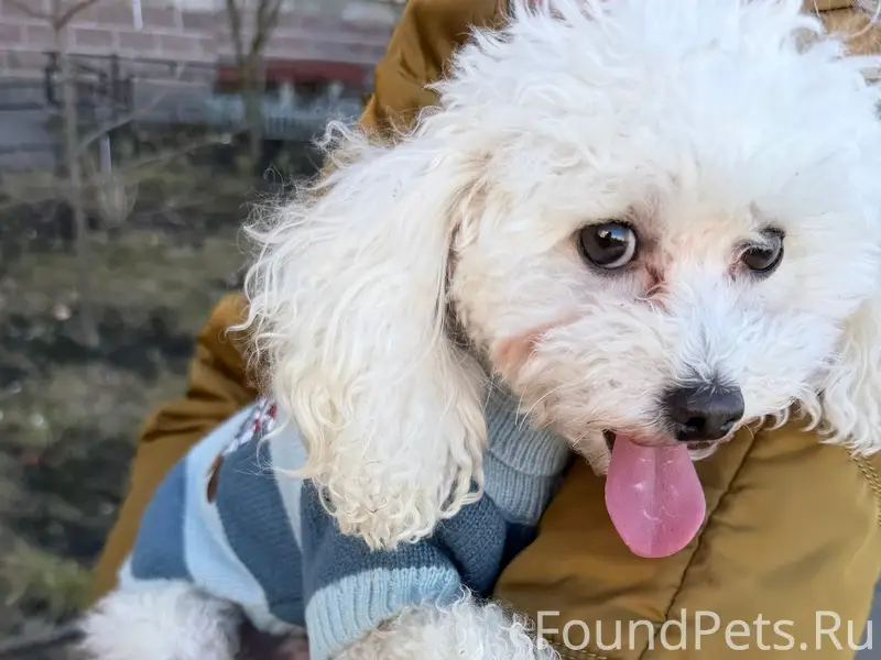 Найден тип собака, Варшавская 23