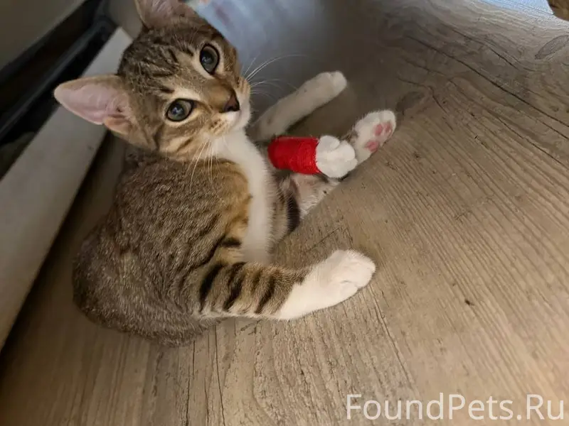 Пропал котёнок Тёма, Большевитский переулок