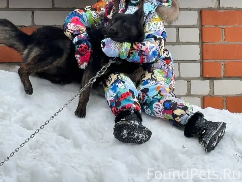 Пропала овчарка Дина, Меленковское шоссе