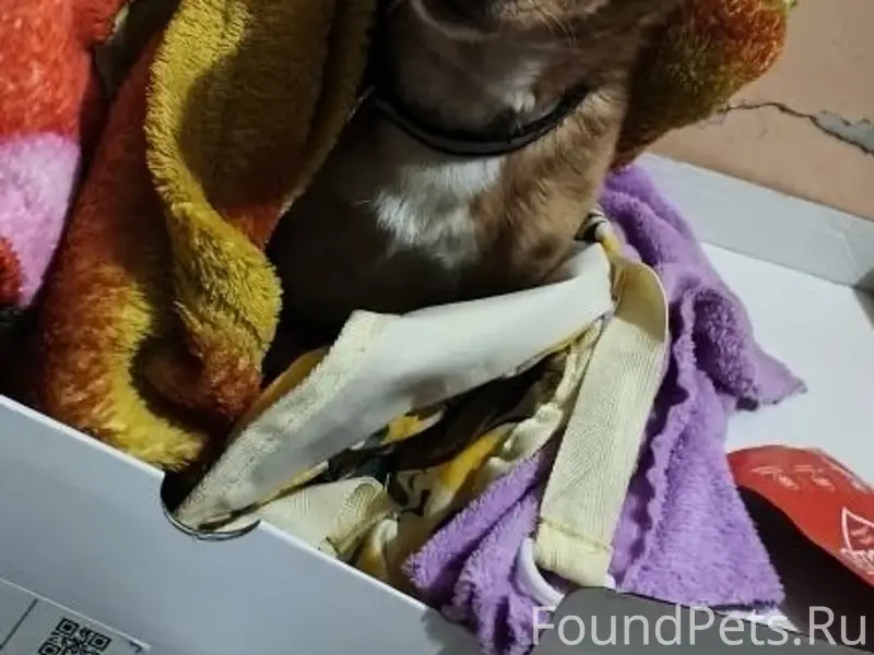 Найден бездомный пёс, пер. Комсомольский