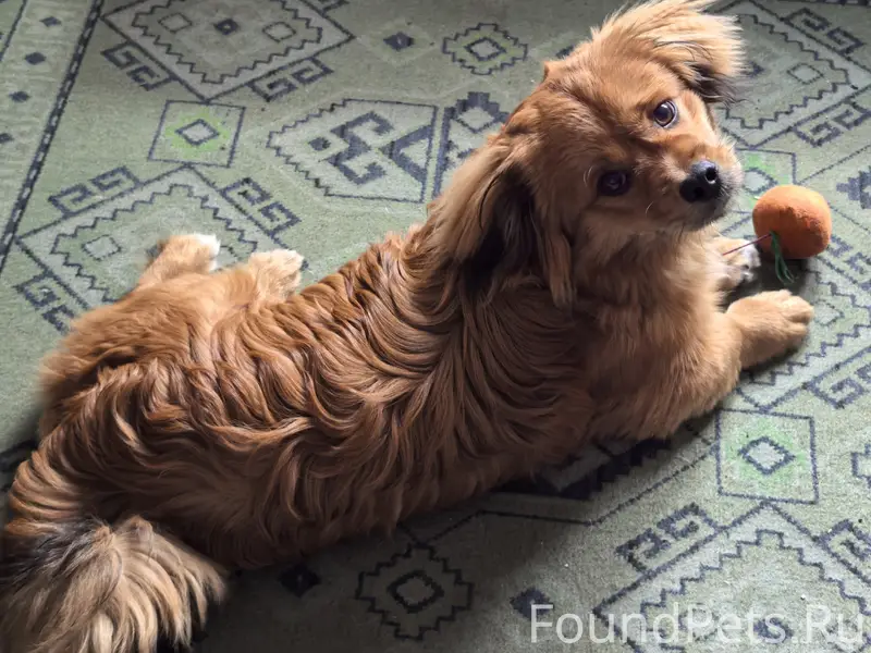 Пропала дворняга Пуша, Нахаловка