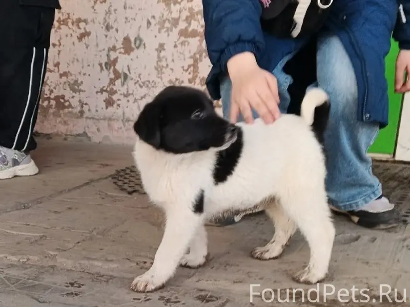 Пропала девочка-щенок, бело-чёрная, Бежица