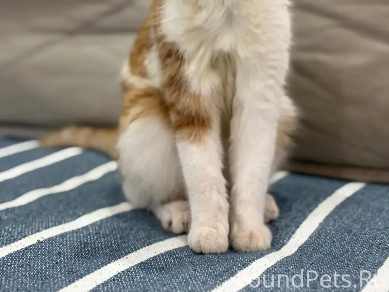 Найден котёнок, район ул. Хасанова и ул. Карла Маркса