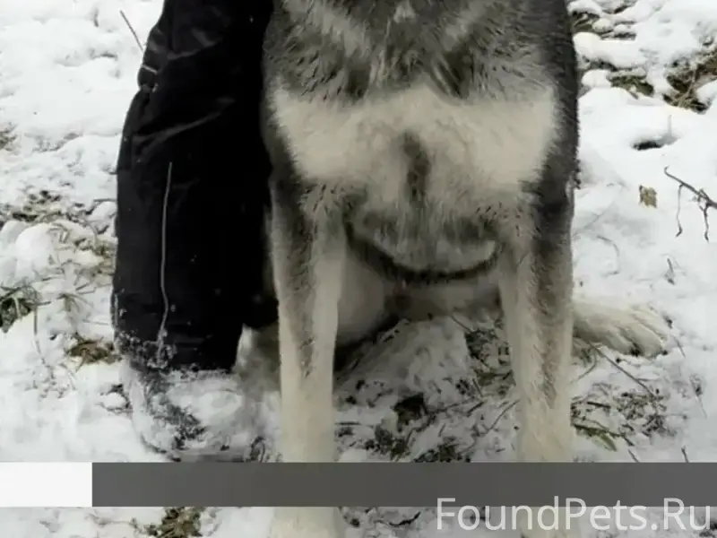 Пропала лайка Вега, П. Сергеиха Камешковский район